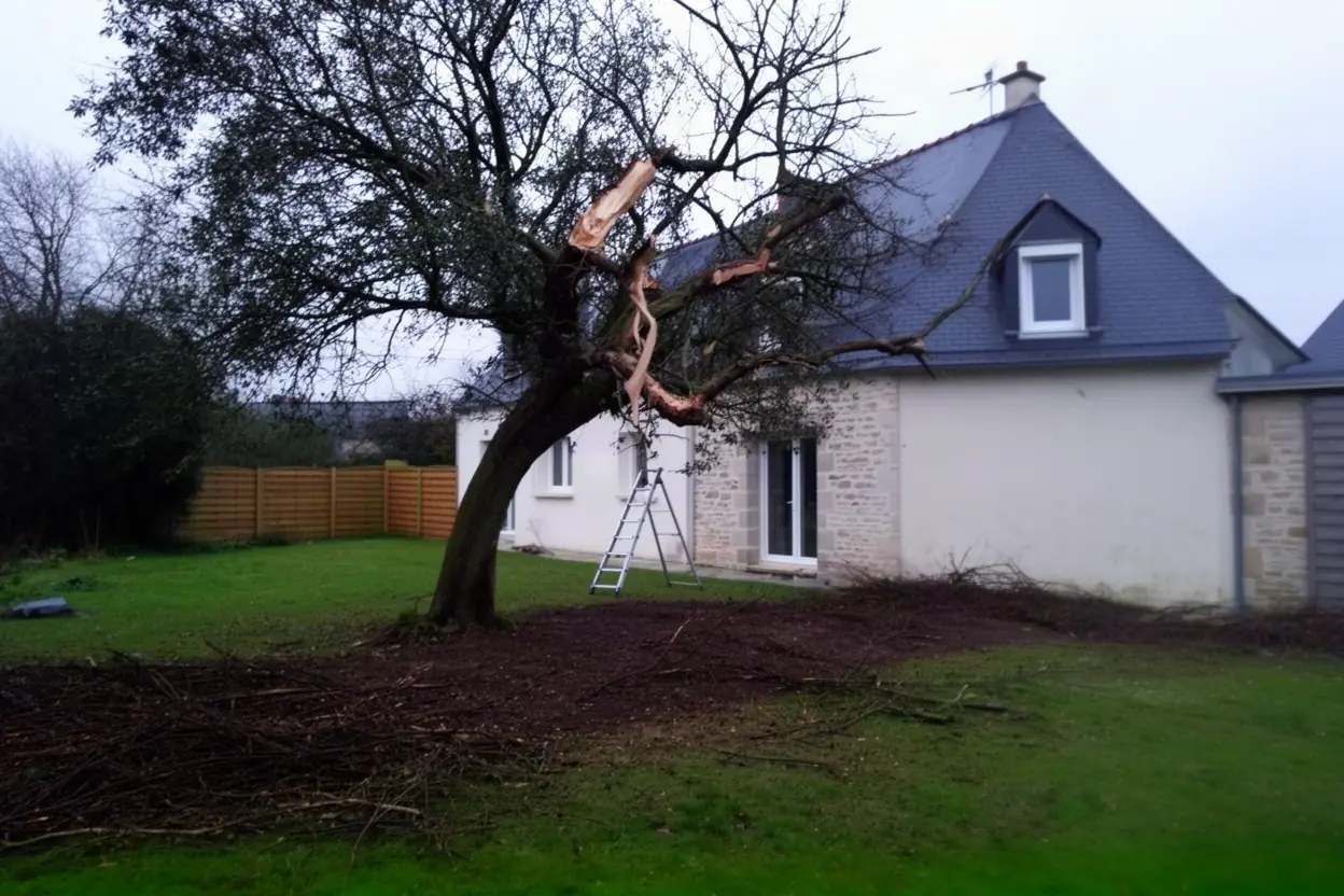 Arbre menaçant une habitation à Tollevast
