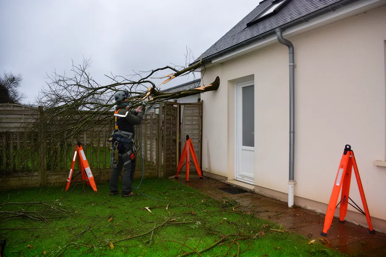 Élagueur sécurisant un arbre après tempête à Cherbourg